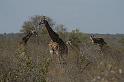 06_Giraffen