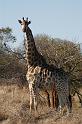 010_Giraffe