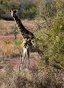 16_Giraffe