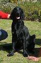 52_Ein_Flat_Coated_Retriever_von_ZimZala