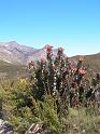 71_Swartberg_Pass