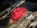 39_Seeanemone