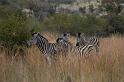 11_Zebra