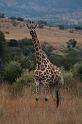 13_Giraffe