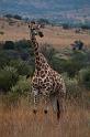 14_Giraffe