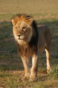 Kalahari Löwe zum Album geht es durch klicken auf das Bild