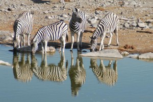 Zebras_spiegeln_trinken