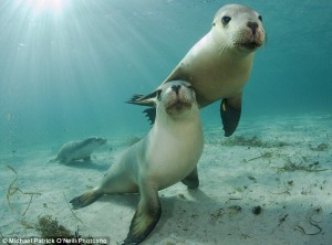 seals_UW